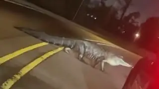 Louisiana driver screams in disbelief over massive alligator crossing road