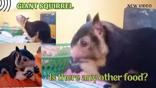 squirrel animal video animals video english | wildlife animals | squirrel videos funny