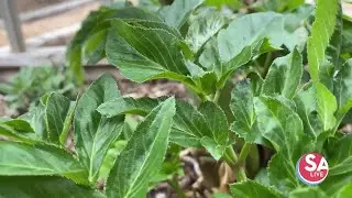 8 popular Irish herbs that grow in SA | SA Live | KSAT 12