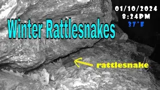 Winter Rattlesnakes