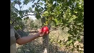 Hicaz Nar Ağacı Yetiştirme: Y&uuml;ksek Meyve Verimi İ&ccedil;in Bakım ve Budama İpu&ccedil;ları