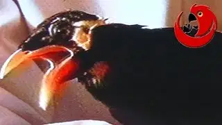 Говорящая майна Нюнек - Чемпион Польши 19997 и 1999