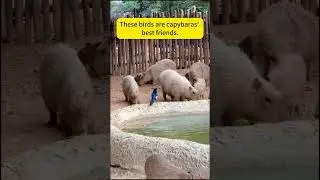 These birds are capybaras' best friends  #cute #capybara #animals