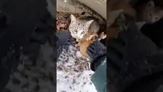 Mother cat and kittens rescued from snow-covered area #cat #rescue #snow #kitten #help