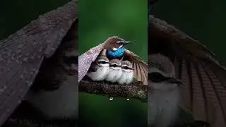 The cute little bird in the wind and rain. Surviving nature's storm #birdwatching #wildlife #nature