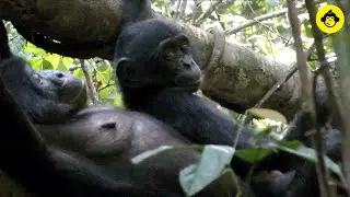 How cute wild juvenile bonobos are!【Observations of Bonobos #5】