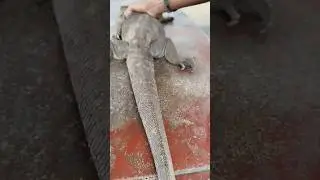Bengal😳monitor🦎chandan goira 💀#shorts