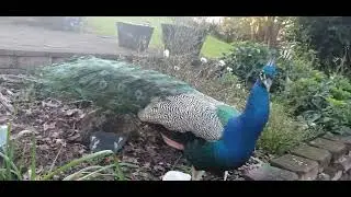 Pepe the Pet Peacock