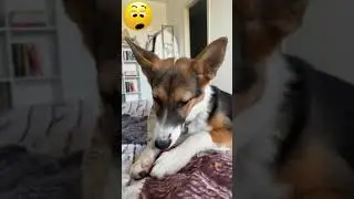 #shorts #dog