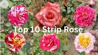 Top 10 Strip Rose Varieties: A Gardener's Guide to Beautiful Blooms. Inspire Your Garden Today!