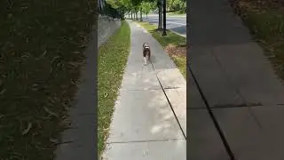 Chase