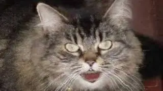 Ostie d'tabarnak
