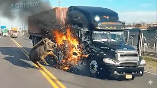 Million-Dollar Fails: 20 Horrifying Supercar vs. Animal Collisions