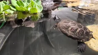 Cooter's first night in the garage pond.