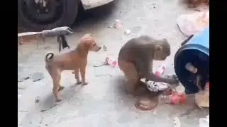Animals Funny Video || Monkey And Dog Funny Video || Telugu Funny Video || Best Animals Funny Video
