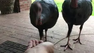 Hand feeding wild turkey