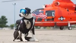 Border Collie Works Full Time Keeping Airport Runways Clear for Planes