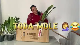 Abrindo caixa cheias de  orquidias  do orquidario monte negro🥰