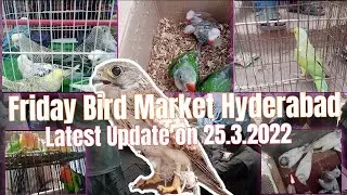 Friday Bird Market Hyderabad|Latest Update  | 25.3.2022 | Panhwar Bird Lover