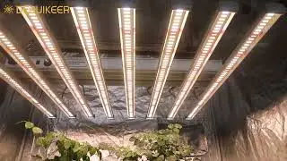 Deruikeer top 5 Best-selling: DK08B Led Grow Lights Spectrum Test#Indoor growth#Cannabis