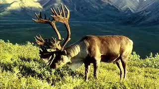 Pyrus - Jeg Vil Bare Være Mig