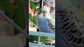 Budgie (Sky)