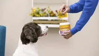 Zesty Paws Supplements for Dogs & Cats | Chewy