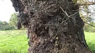 Black Poplar.(rare tree).