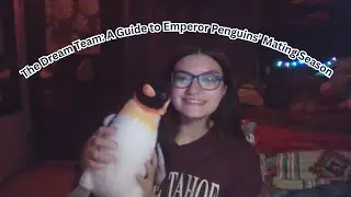 The Dream Team: A Guide to Emperor Penguins' Mating Season II Science Ambassador Scholarship 2026