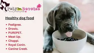 Healthy dog food