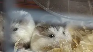 Pets shop part 1 # Al warsan # Dubai# UAE # hamsters #desert hamsters #puppies# kittens # turtles