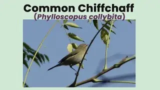 Common Chiffchaff in Jagal, Haripur | Multi-Season Behaviour (2023&ndash;2025)