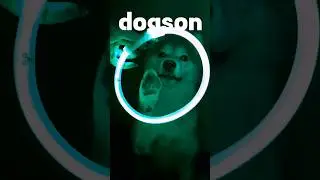 Пылесос сладкий нос DOGSON #shiba #шиба #сибаину