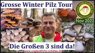 Winterspeisepilze - Die grossen 3! Gut f&uuml;r Einsteiger  - Grosse Winterpilze Tour! November 2022