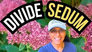 How To Divide Sedum Stonecrop