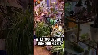 when you live with over 200 plants! #plants #plantsmakepeoplehappy  #houseplants #indoorgreenhouse