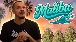 Malibu Strain Review - Seed Junky Series (Ep. 6)