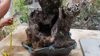 (đ&atilde; b&aacute;n)m322 gl mn c&acirc;y mun sừng khủng sống khỏe 2500k lh0328223556 zalo
