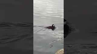 Blue-Billed Duck