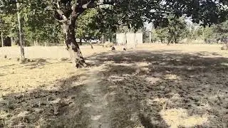 Peaceful Day in My Village | Simple Village Life 
