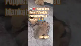 🌧️💔 &ldquo;Rescue Them Before It&rsquo;s Too Late &ndash; Puppies in the Rain Need a Home!&rdquo; #rescuepuppy #puppyraiser