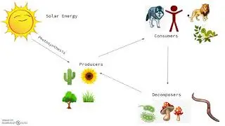 Producers, Consumers, Decomposers