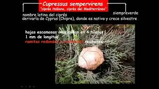 Familia CUPRESÁCEAS