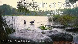🦢 Gentle Rain on the Lake: Swans' Serenade | ReWake Nature Series