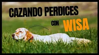CAZANDO PERDICES con SETTER INGLES 🐶 PUPPY &hearts;️