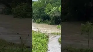 Richardson, TX&mdash;Spring Creek Flooding from heavy rain 6/7/21 Part 2