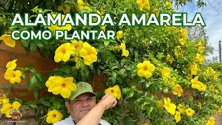 Alamanda Amarela | Como Plantar Para Florir Muito