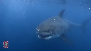 White Shark Acoustic Tagging - Animal Telemetry Network (ATN) 1