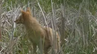 Red Fox, Spring Valley Marsh, Ohio  29 April 2023
