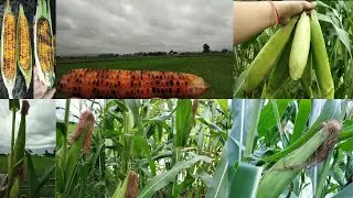 Sweet Corn🌽 | Indian भुट्टा | Super Healthy | Amazing Benefits | Monsoon Special | @Anitagusain21